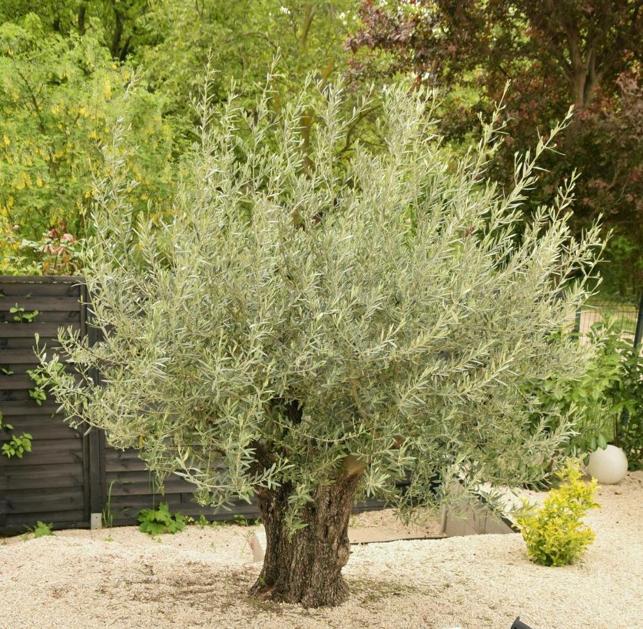 Olive Apartman Alsóörs Buitenkant foto